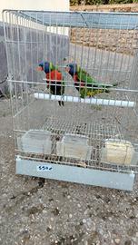Coppia Lory arcobaleno