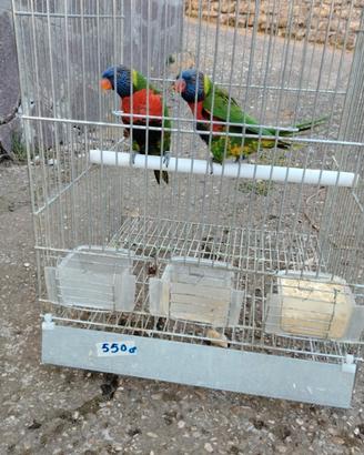 Coppia Lory arcobaleno