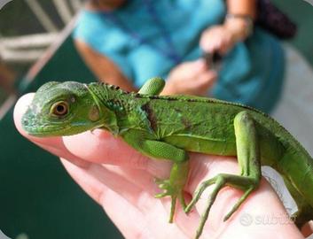 Iguana Verdi + teche