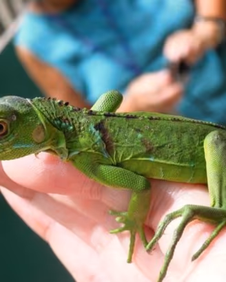Iguana Verdi + teche