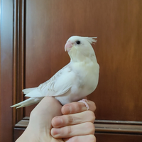 Calopsite femmina allevata a mano