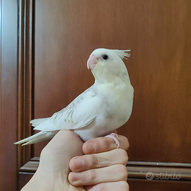 Calopsite femmina allevata a mano