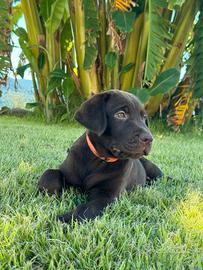 Labrador retriever chocolate