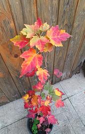 Acer Rubrum October Glory