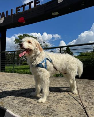 Segugio istriano a pelo lungo puro cane da pastore