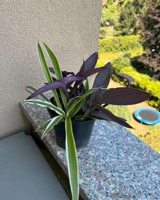 Piante miste