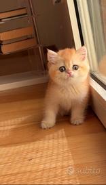 British shorthair golden chinchilla