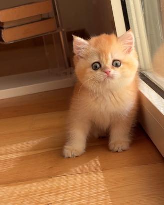 British shorthair golden chinchilla