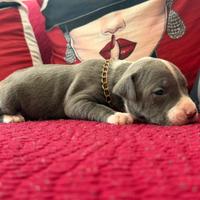 American pitbull terrier