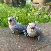 Inseparabili allevati a mano