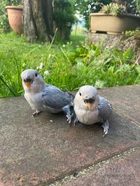 Inseparabili allevati a mano