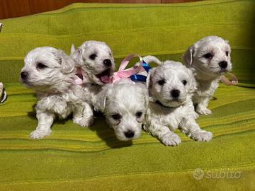 Cuccioli di maltese