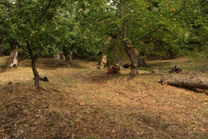 Terreno marroneta/castagneto da frutto Mugello