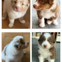 Cuccioli Pastore Australiano con pedigree