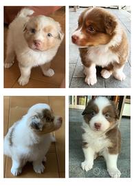 Cuccioli Pastore Australiano con pedigree