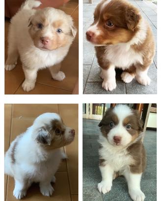 Cuccioli Pastore Australiano con pedigree