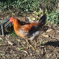Disponibili 3 galli. Incroci. Zona savena, bologna
