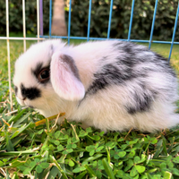 Coniglio Ariete Minilop