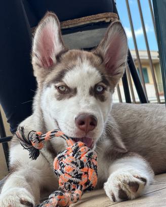 Cucciolo Siberian Husky copper