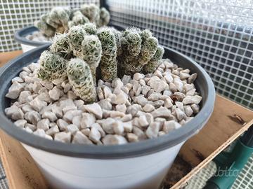 pianta grassa mammillaria gracilis