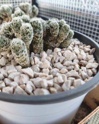 pianta grassa mammillaria gracilis