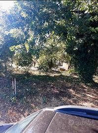 Terreno agricolo zona Grotte Santo Stefano (vt)