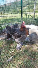 Marans Blu Ramato / Betulla Blu