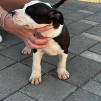 Cuccioli amstaff con pedigree alta genealogia