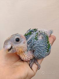 Caicchi