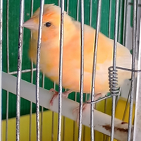 Si cedono canarini varie mutazioni