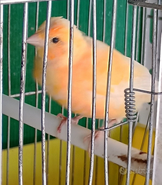 Si cedono canarini varie mutazioni