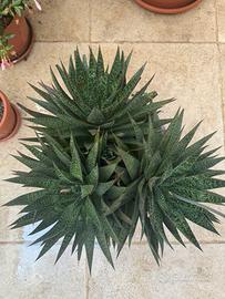 Aloe Gasteria Aristata succulenta in fiore