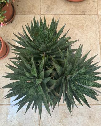 Aloe Gasteria Aristata succulenta in fiore
