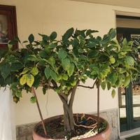 pianta di limoni