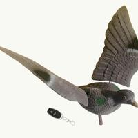 Colombaccio ali inchinate rotanti