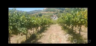 Vigneto
