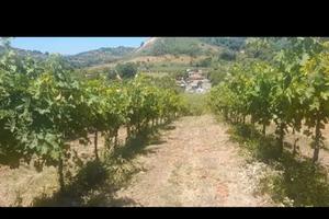 Vigneto