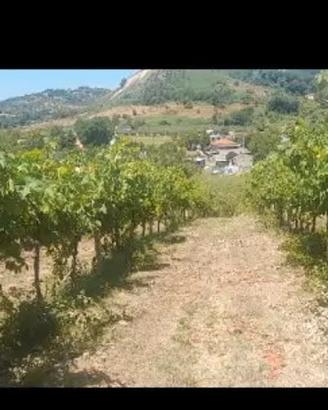 Vigneto