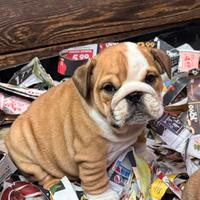 Cuccioli di bulldog inglesi