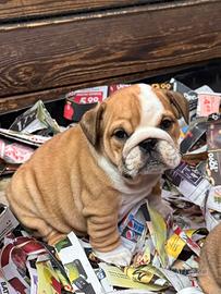 Cuccioli di bulldog inglesi