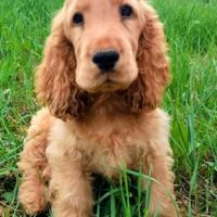 Cucciolo cocker spaniel inglese