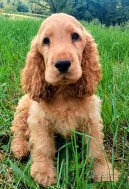 Cucciolo cocker spaniel inglese