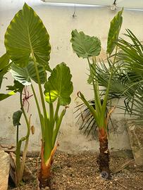 Alocasia, musa,  orecchie di elefante