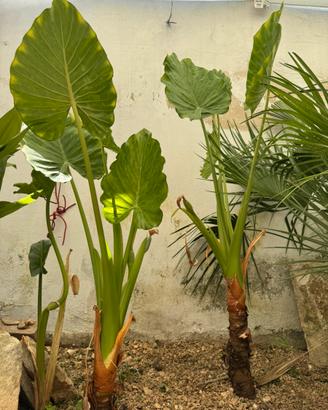 Alocasia, musa,  orecchie di elefante