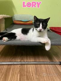 Lory gattina bianconera di 2 anni 