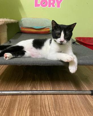 Lory gattina bianconera di 2 anni 