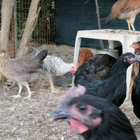 Coppie di australorp amrock legbar