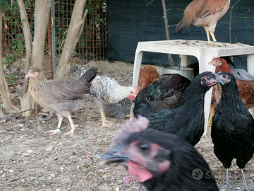 Coppie di australorp amrock legbar