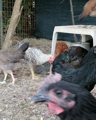 Coppie di australorp amrock legbar