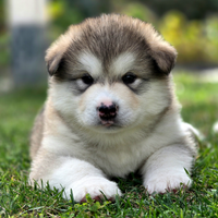 Alaskan malamute